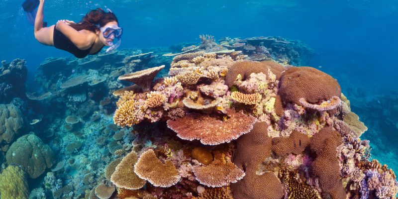 Diving in the Great Barrier Reef | Photo Credit: Tourism Queensland