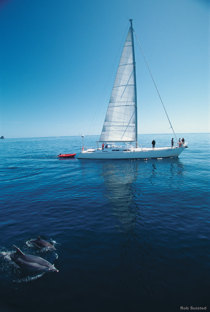 Dolphins, Bay of Islands | Photo Credit: Tourism New Zealand Dolphins, Bay of Islands | Photo Credit: Tourism New Zealand