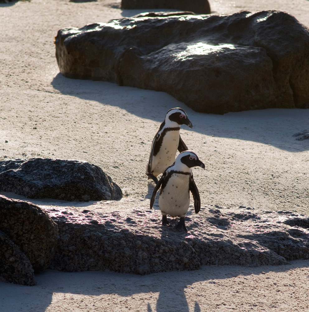 Penguins on Boulders Beach, Cape Town | Photo Credit: South African Tourism Penguins on Boulders Beach, Cape Town | Photo Credit: South African Tourism