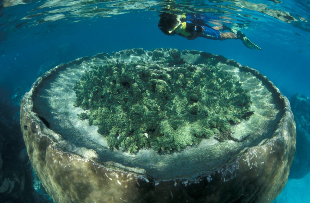 Blue Lagoon snorkel area, Sal Salis Ningaloo Reef | Photo Credit: Sal Salis