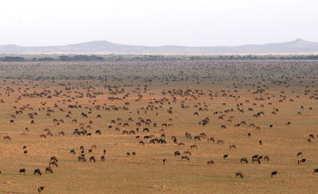 Great Migration | Photo Credit: Singita Sasakwa Lodge Great Migration | Photo Credit: Singita Sasakwa Lodge