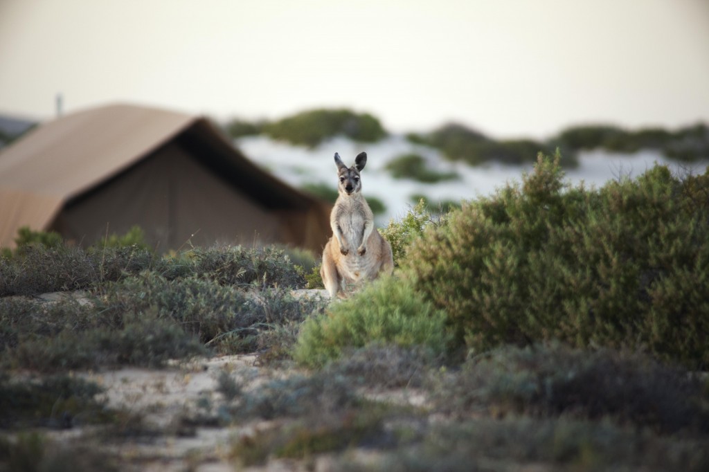 sal-salis-wallaroo