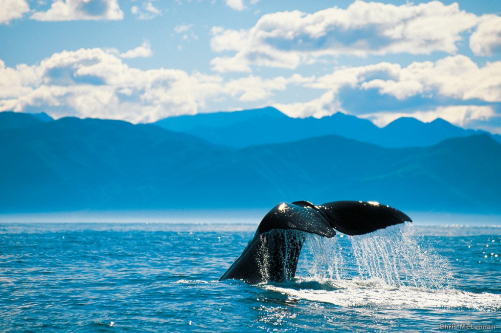Whale Watching in Kaikoura | Photo Credit: Tourism New Zealand Whale Watching in Kaikoura | Photo Credit: Tourism New Zealand