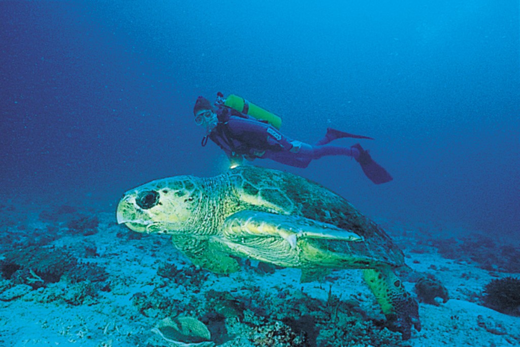 Scuba Diving with a Giant Turtle | Photo Credit: Heron Island Scuba Diving with a Giant Turtle | Photo Credit: Heron Island