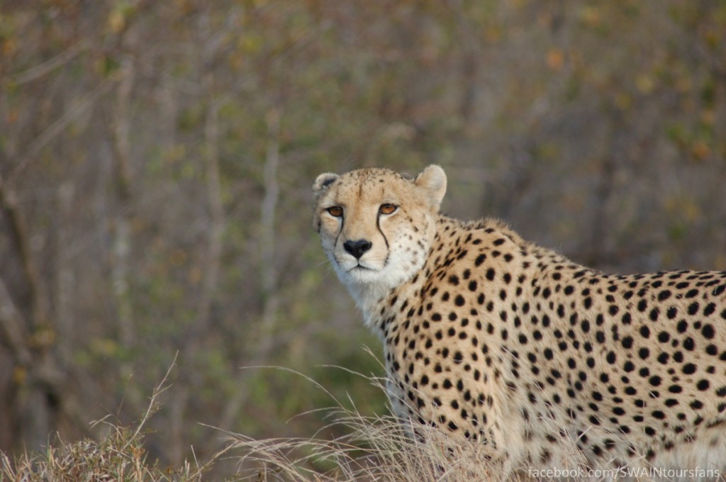 Mama Leopard