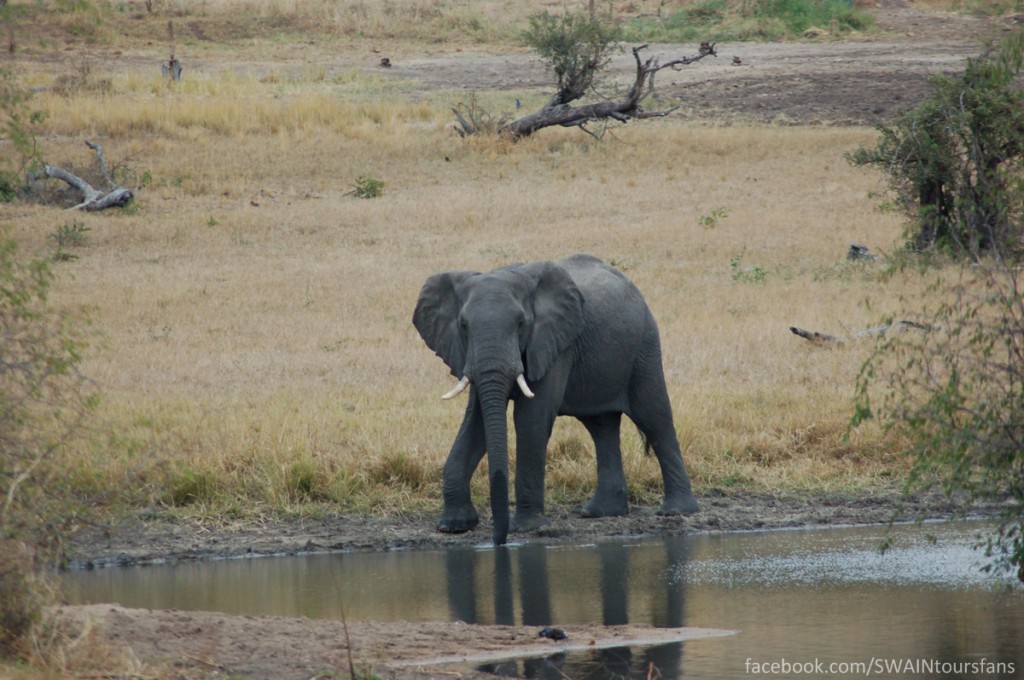 Grabbing a quick drink right near the camp