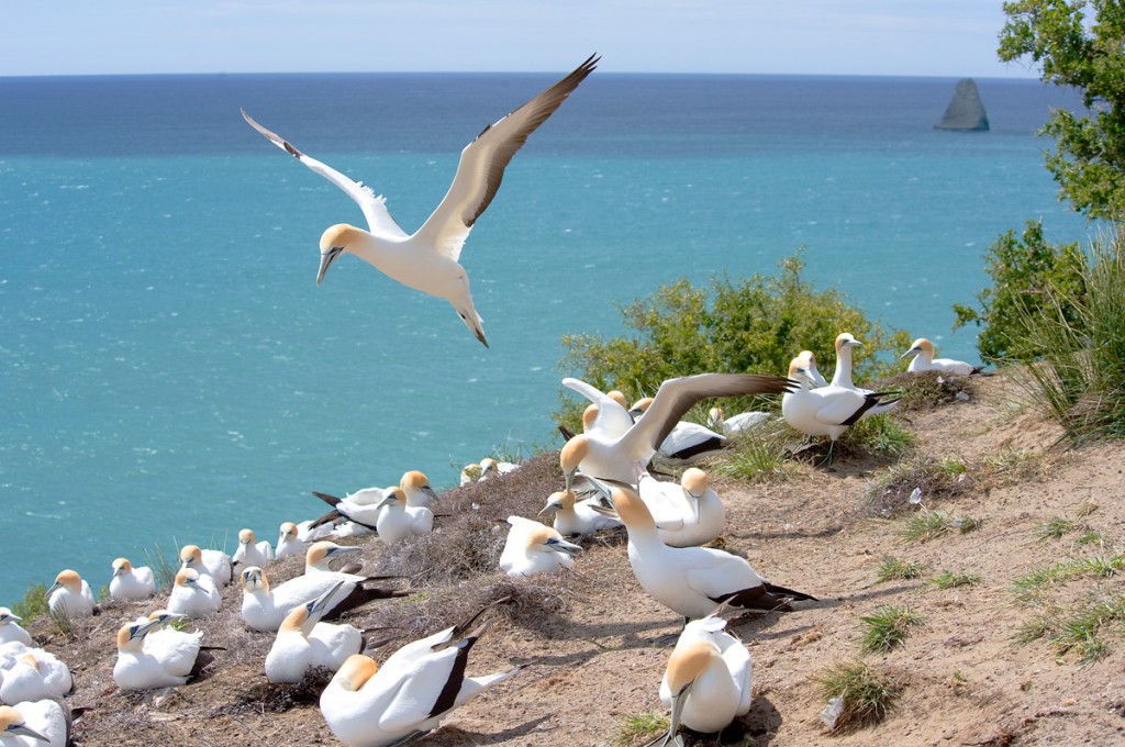 Gannet Colony | Photo Credit: The Farm at Cape Kidnappers Gannet Colony | Photo Credit: The Farm at Cape Kidnappers