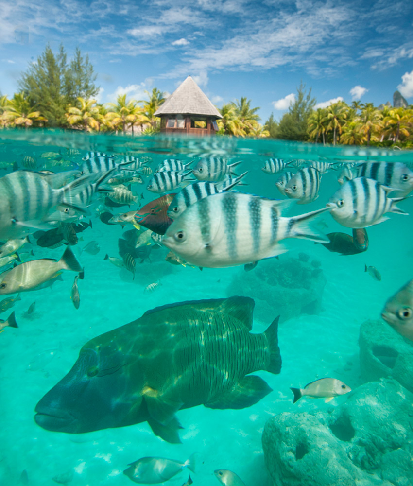Marine Life | Photo Credit: St. Regis Bora Bora Marine Life | Photo Credit: St. Regis Bora Bora