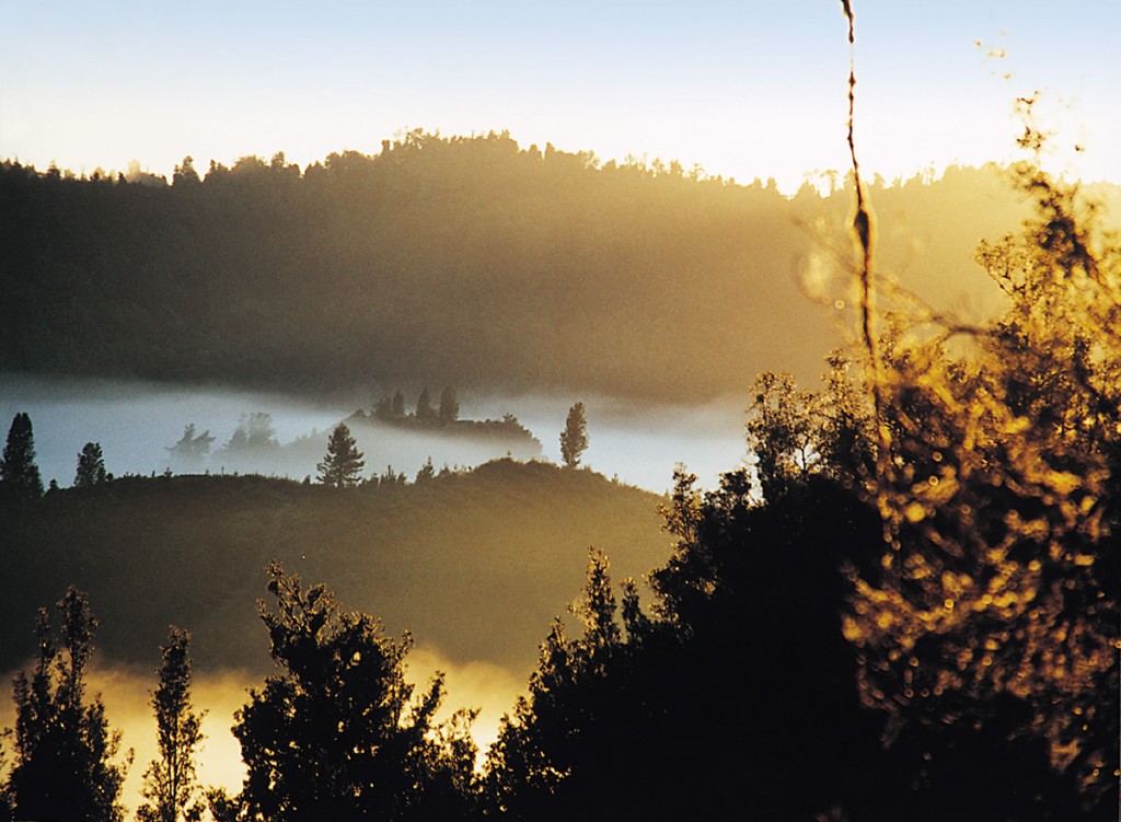 800 Year Old Virgin Forest | Photo Credit: Treetops Lodge & Estate