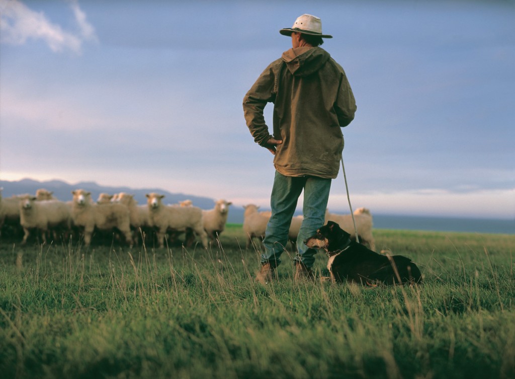 Shepherd | Photo Credit: Wharekauhau Lodge Shepherd | Photo Credit: Wharekauhau Lodge