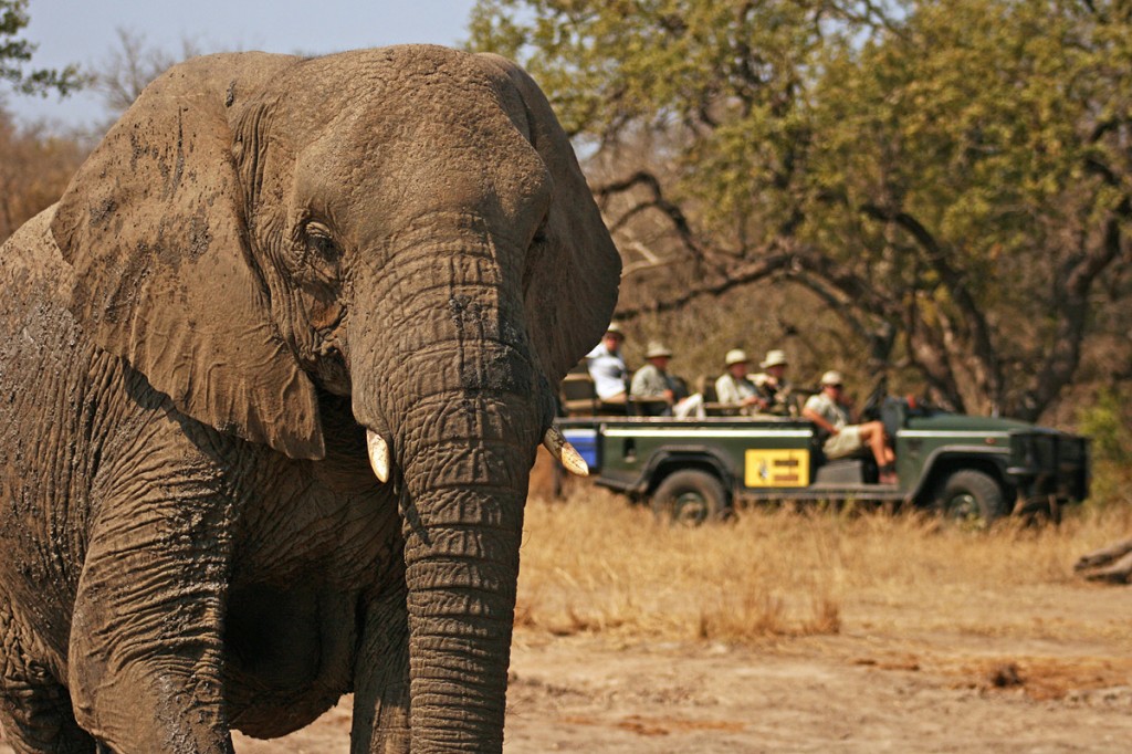 Elephants | Photo Credit: Mala Mala