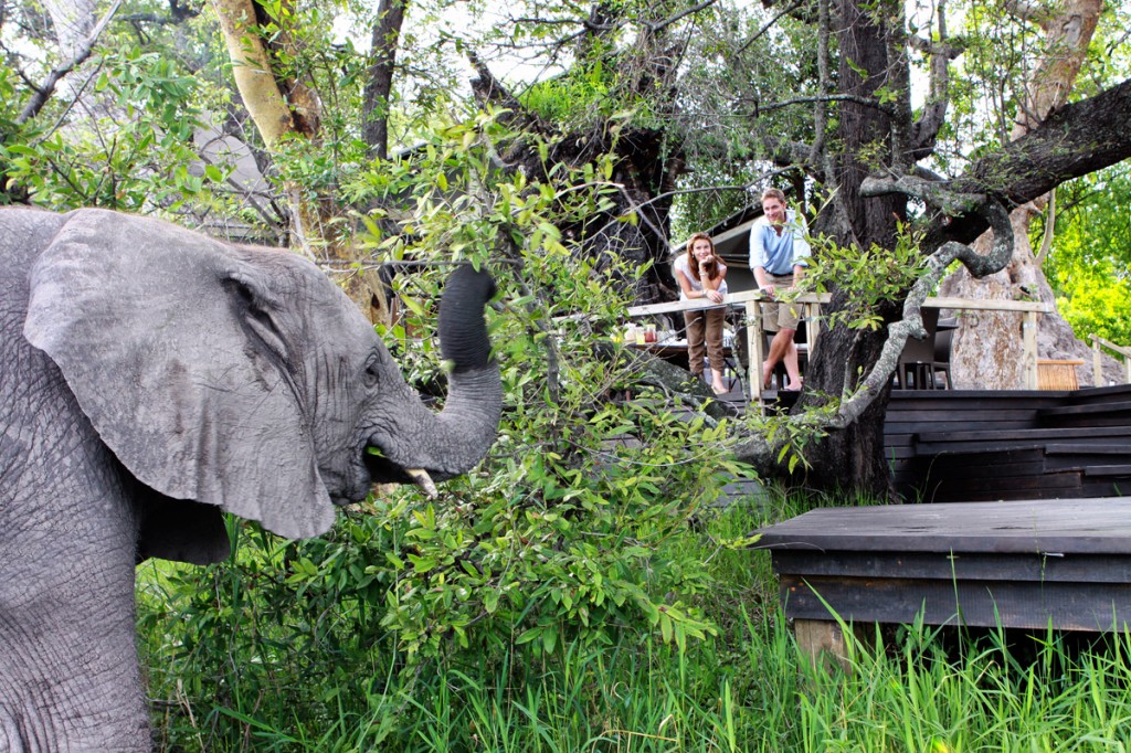 Elephants | Photo Credit: Abu Camp Elephants | Photo Credit: Abu Camp