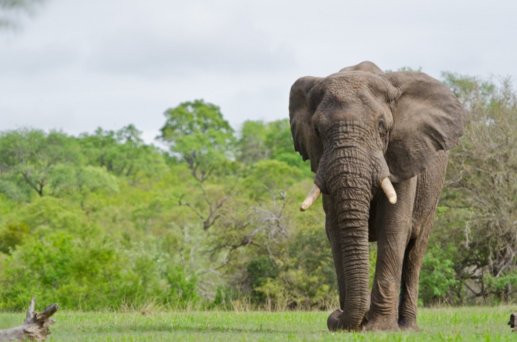 Elephants | Photo Credit: Sabi Sabi