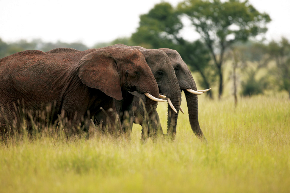 Elephants | Photo Credit: Singita Elephants | Photo Credit: Singita