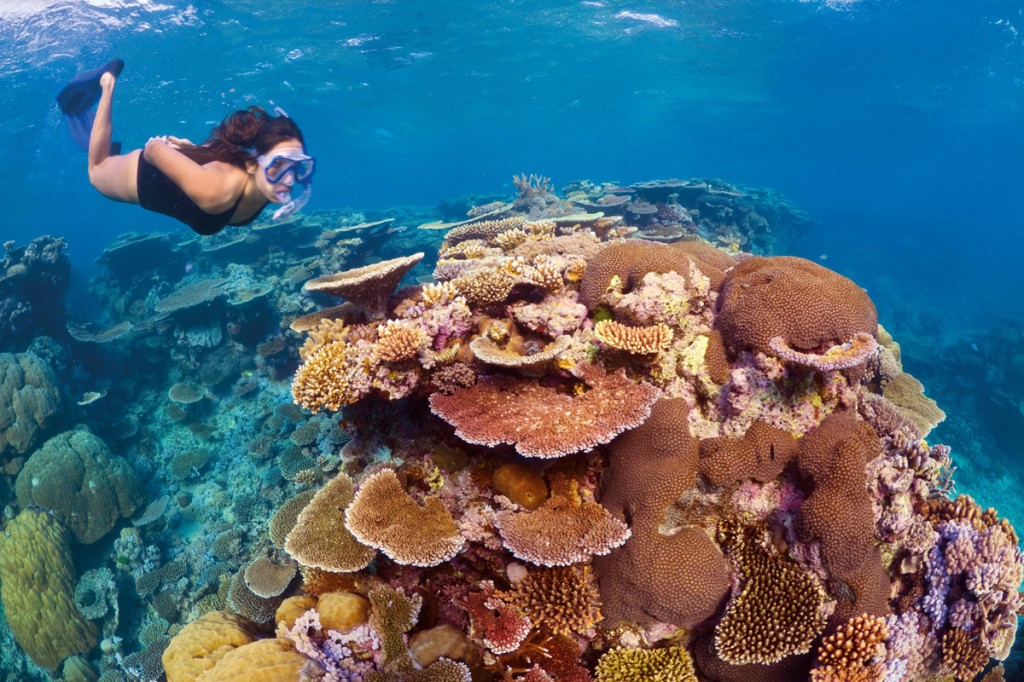 Diving in Turtle Bay, Dark Reef, Great Barrier Reef | Photo Credit: Tourism and Events Queensland Diving in Turtle Bay, Dark Reef, Great Barrier Reef | Photo Credit: Tourism and Events Queensland