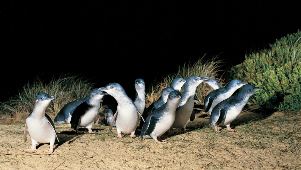 Penguins on Parade - Phillip Island | Photo Credit: Tourism Victoria Penguins on Parade - Phillip Island | Photo Credit: Tourism Victoria