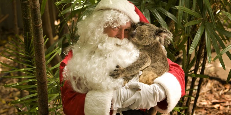 Santa with a Koala | Photo Credit: Tourism and Events Queensland