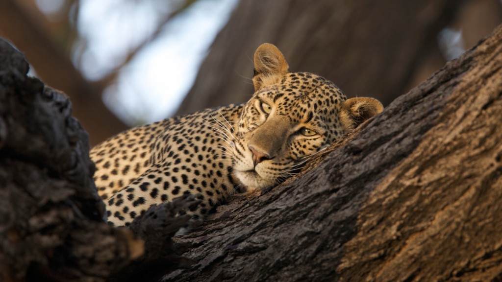 Leopard | Photo Credit: Cheli Peacock/Joy's Camp Leopard | Photo Credit: Cheli Peacock/Joy's Camp