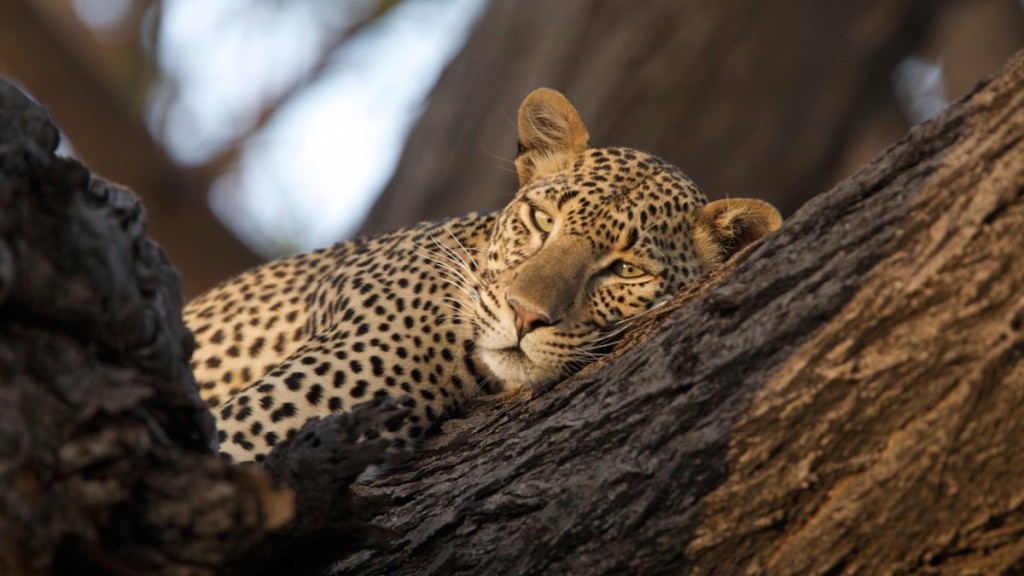 Leopard | Photo Credit: Cheli Peacock/Joy's Camp