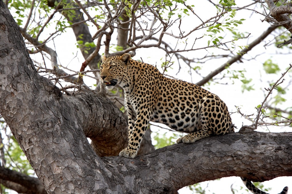 Leopard in a Tree | Photo Credit: Sabi Sand Leopard in a Tree | Photo Credit: Sabi Sand