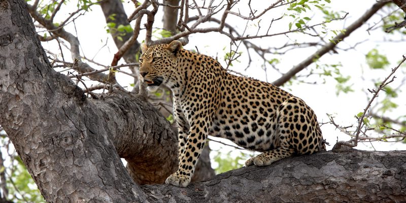Leopard in a Tree | Photo Credit: Sabi Sand