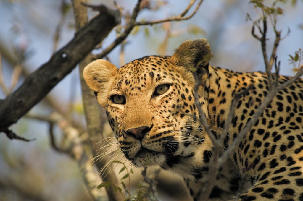 Leopard | Photo Credit: Singita Leopard | Photo Credit: Singita