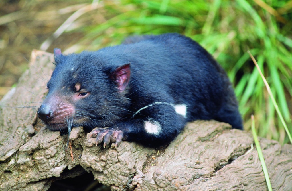 Tasmanian Devil | Photo Credits: Tourism Tasmania & John J. Kamma Tasmanian Devil | Photo Credits: Tourism Tasmania & John J. Kamma
