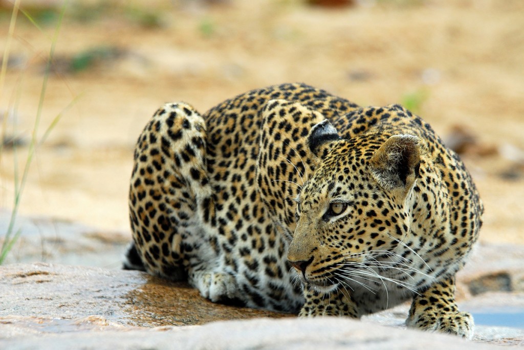 Crouching Leopard | Photo Credit: Ulusaba Crouching Leopard | Photo Credit: Ulusaba
