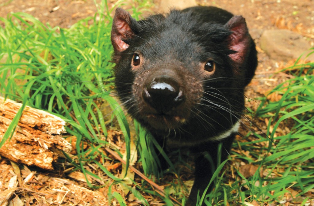 Tasmanian Devil | Photo Credit: AAT Kings Tasmanian Devil | Photo Credit: AAT Kings