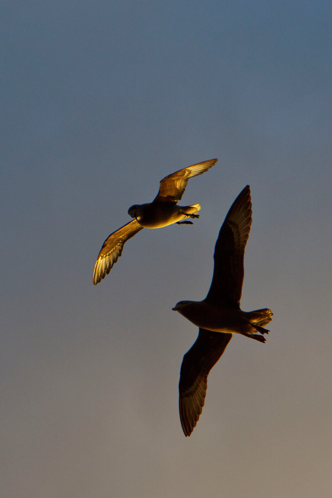 Abundant Birdlife | Photo Credit: Capella Lodge Abundant Birdlife | Photo Credit: Capella Lodge