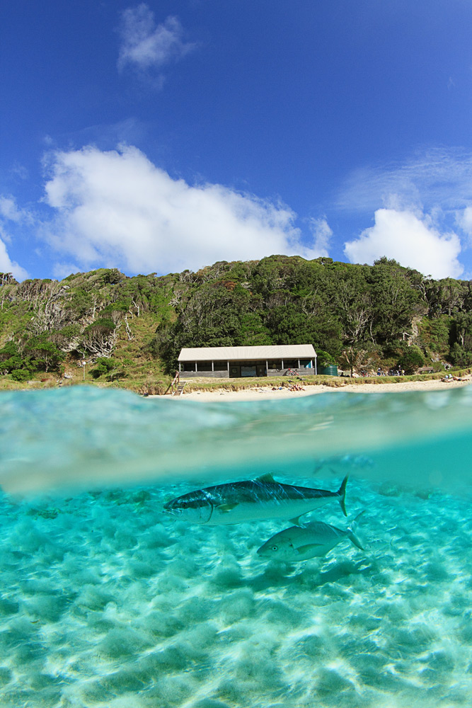 Kingfish at Neds Beach | Photo Credit: Capella Lodge Kingfish at Neds Beach | Photo Credit: Capella Lodge