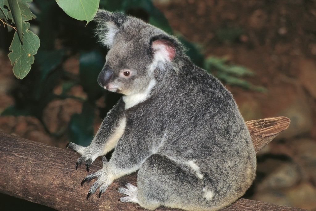 Koala | Photo Credit: Tourism and Events Queensland