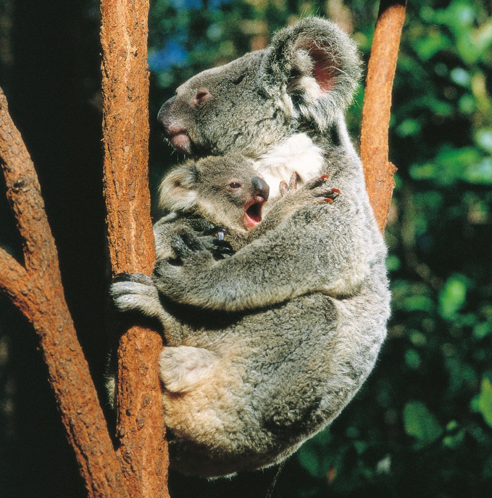 Billabong Sanctuary | Photo Credit: Tourism and Events Queensland