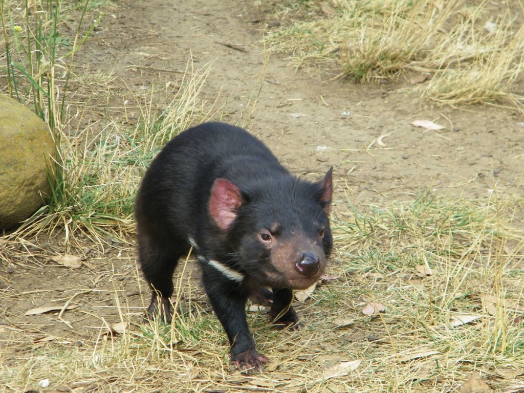 Tasmanian Devil | Photo Credit: Tourism Tasmania