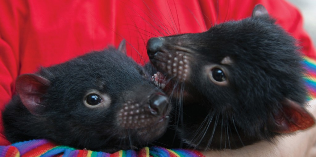 Tasmanian Devil | Photo Credit: Tourism Tasmania Tasmanian Devil | Photo Credit: Tourism Tasmania