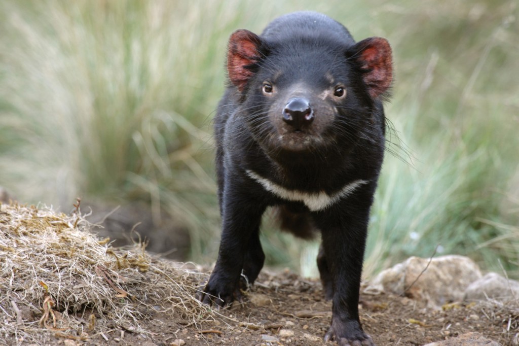 Tasmanian Devil | Photo Credit: Tourism Tasmania Tasmanian Devil | Photo Credit: Tourism Tasmania
