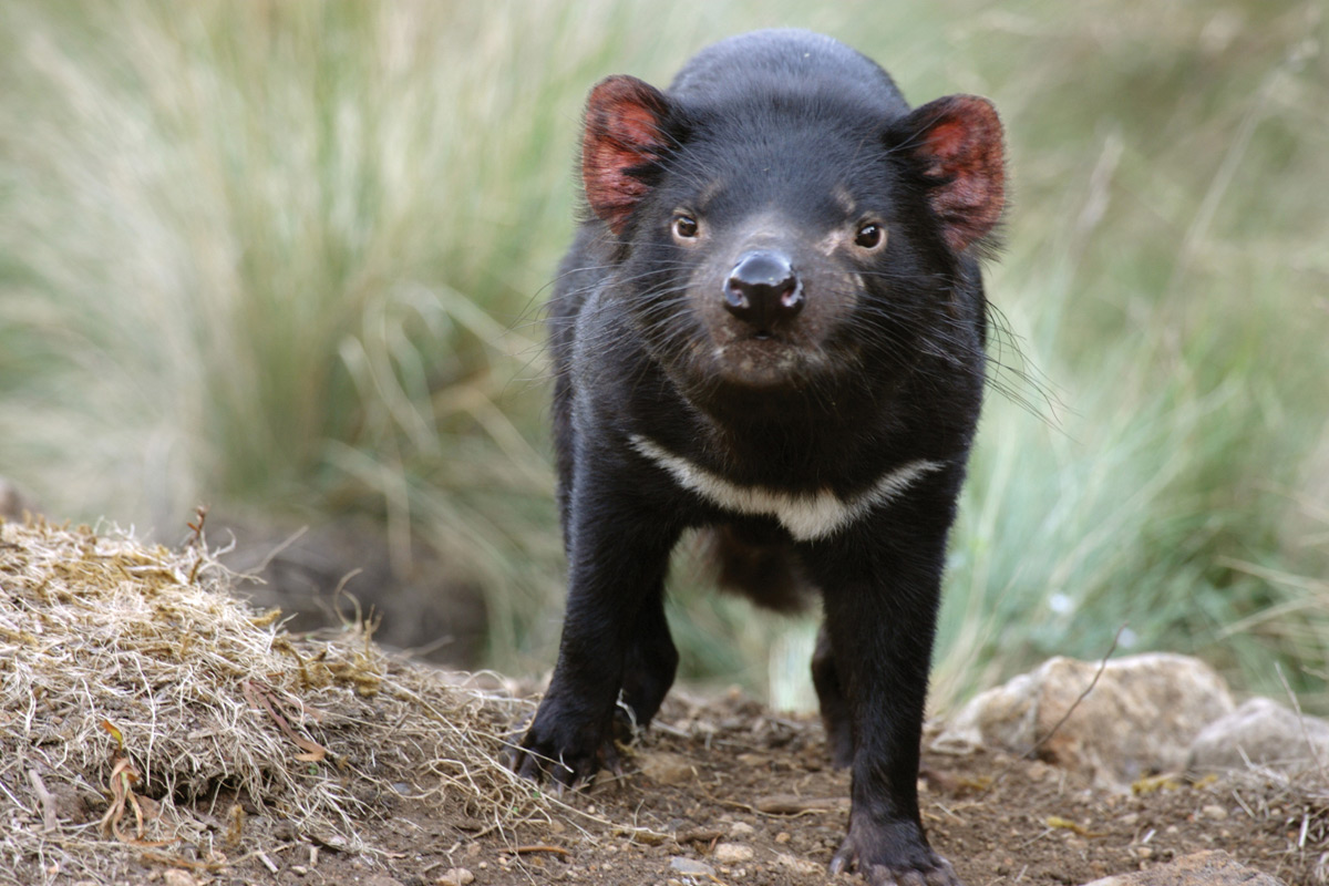 real tasmanian devil spinning