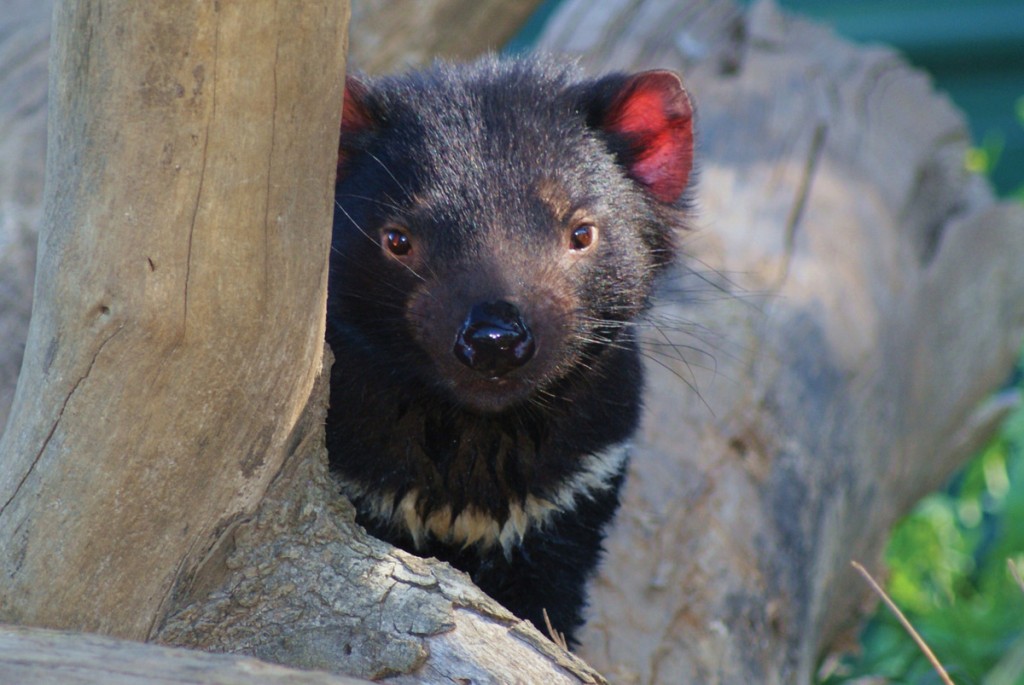 Tasmanian Devil | Photo Credit: Tourism Tasmania