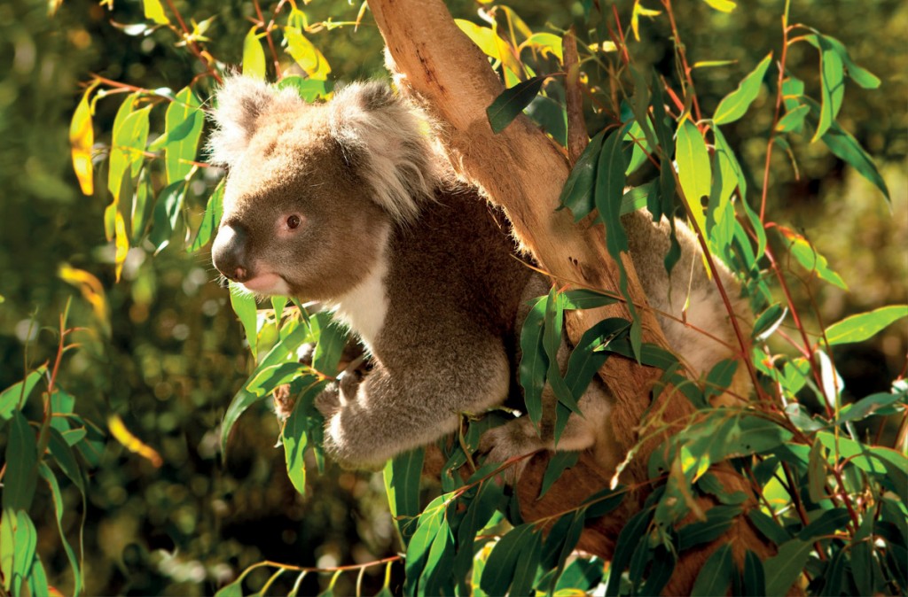 Koala at Healesville Sanctuary | Photo Credit: AAT Kings