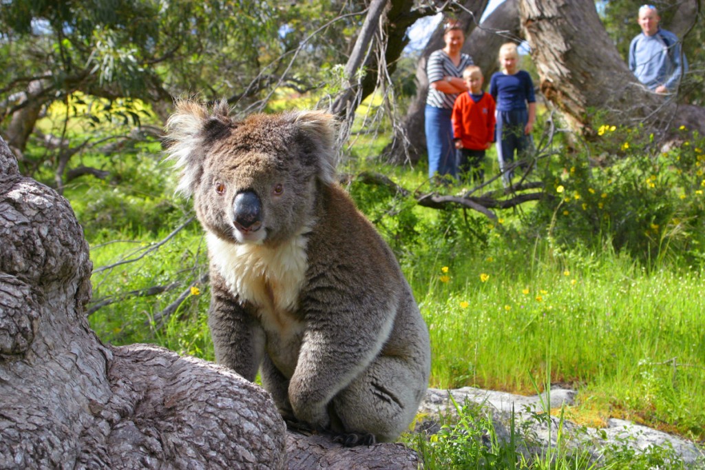 Koala | Photo Credit: AAT Kings