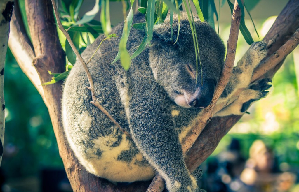 Sleepy Koala | Photo Credit: Swain Destinations