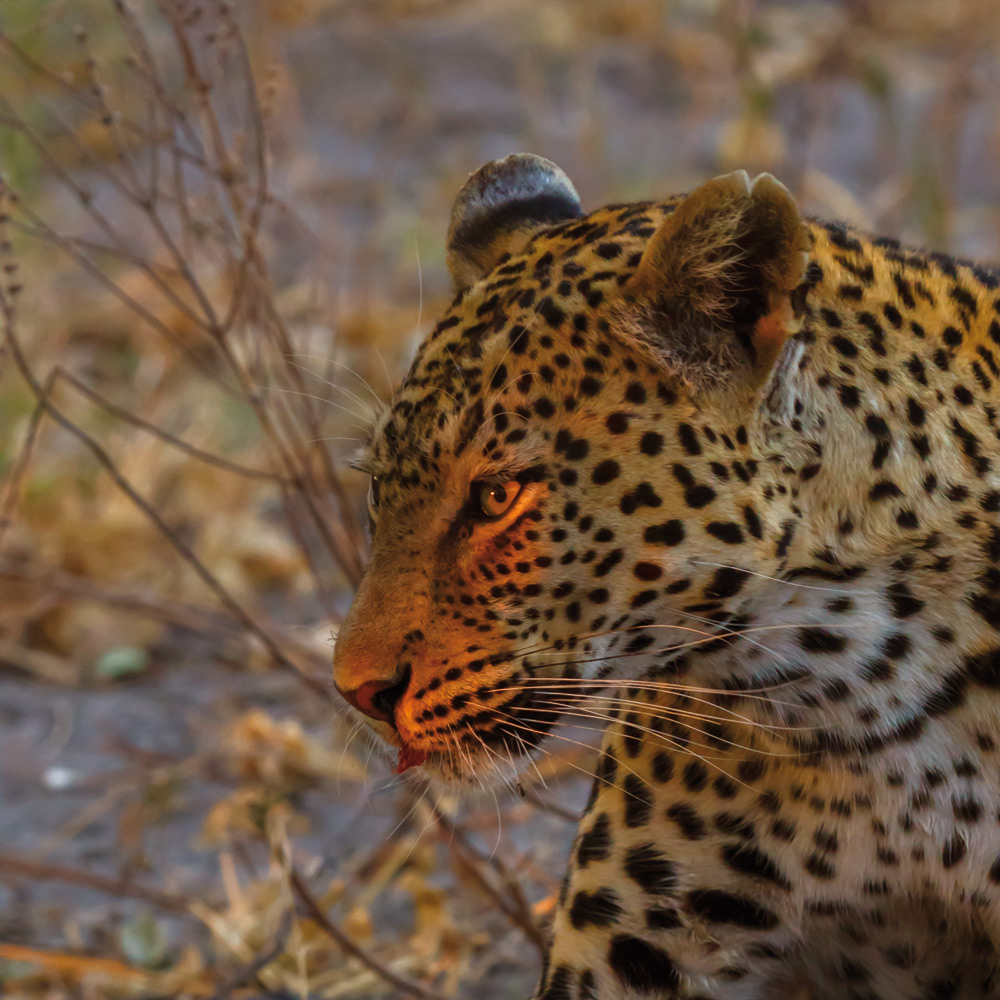 Wildlife | Photo Credit: Savute Elephant Camp