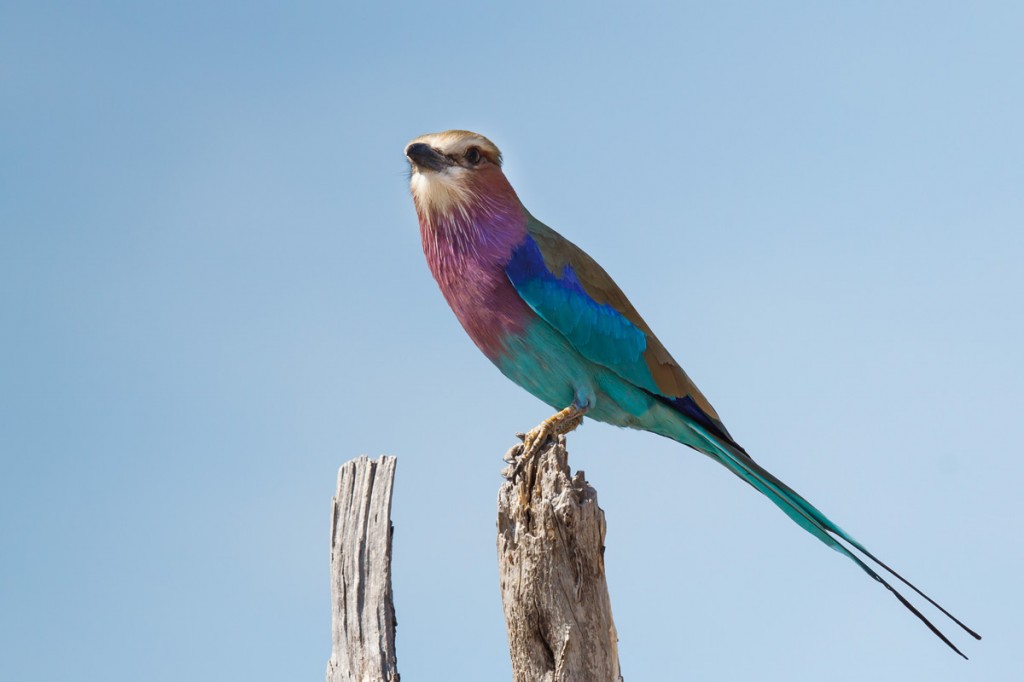 Wildlife | Photo Credit: Savute Elephant Camp