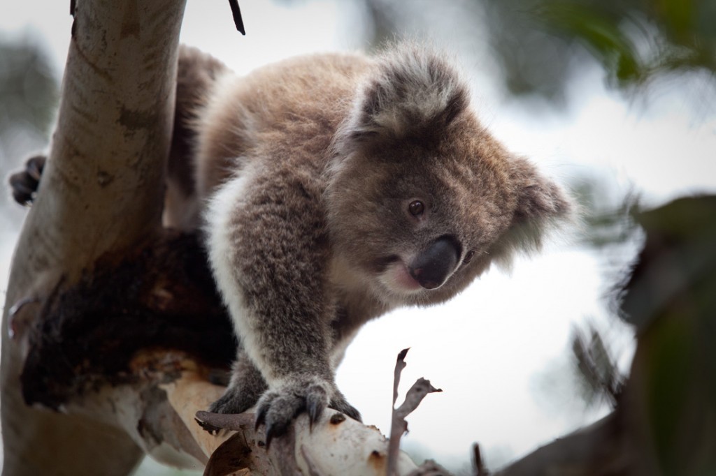 Koala at the Koala Conservation Centre | Photo Credit: Phillip Island Nature Parks