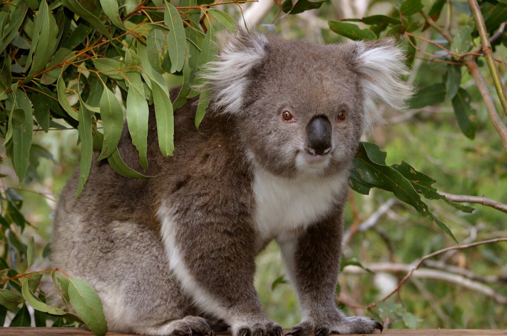 Koala in a tree at Phillip Island Nature Parks | Photo Credit: Phillip Island Nature Parks