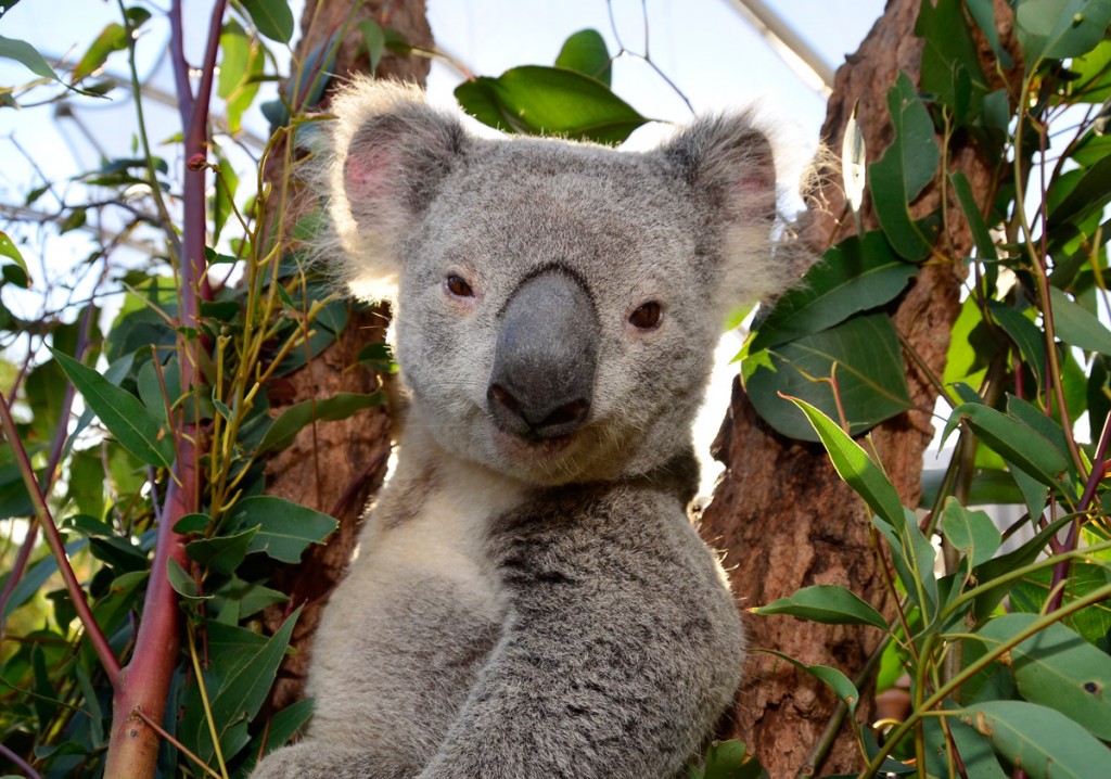 Koala at WILD LIFE Sydney | Photo Credit: Merlin Entertainments Group