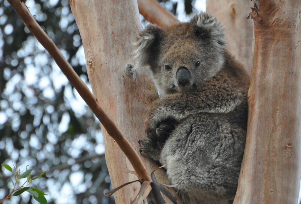 Mature female koala Zelda in the You Yangs. Taken by Mark Helle | Photo Credit: Echidna Walkabout