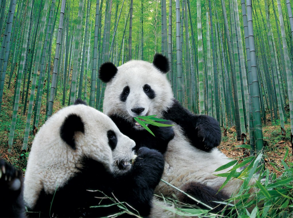 Panda | Photo Credit: CNTO Panda | Photo Credit: CNTO