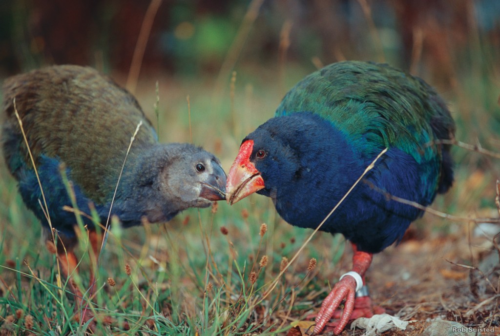 One of New Zealand’s most colourful birds, the flightless Takahe lives mostly on island sanctuaries. | Photo Credit: Tourism New Zealand