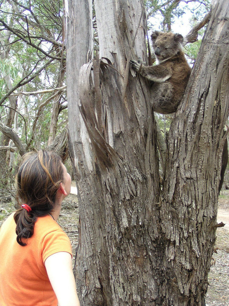 Wild female Koala, Wilma, in the Bush with Nature Guide Janine | Photo Credit: Echidna Walkabout Wild female Koala, Wilma, in the Bush with Nature Guide Janine | Photo Credit: Echidna Walkabout